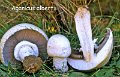 Agaricus urinascens-amf156